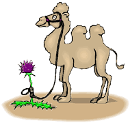 kameel27